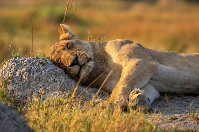 Zambezi National Park: Extended Game Drive With Snacks