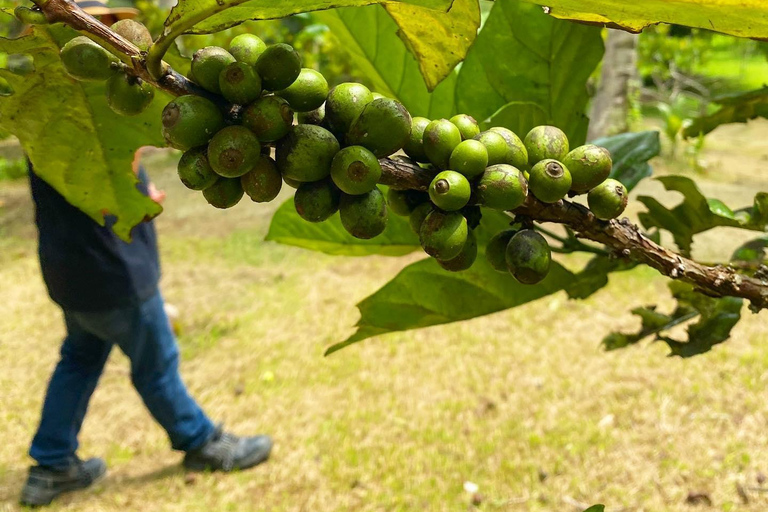 TAGAYTAY :Coffee Experience Amadeo Farm Tour & Tasting