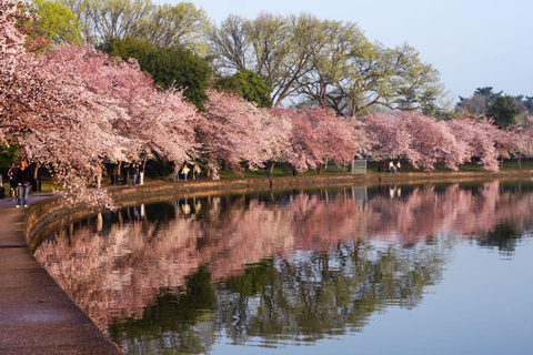 Tokyo Cherry Blossom Express Tour with Boat Ride