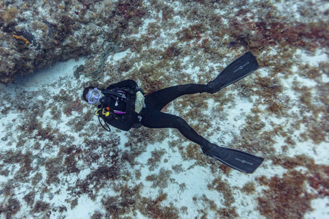 Playa del Carmen: Mergulho com tubarões-touro