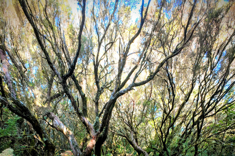 Madeira: PR17 Bica da Cana Encumeada Guided Hike with Pickup Madeira: Bica da Cana to Encumeada Guided Hike with Pickup