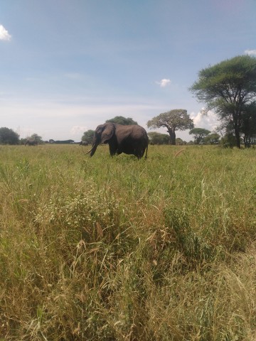 Visit A Safari to Ngorongoro crater and Tarangire in Arusha, Tanzania