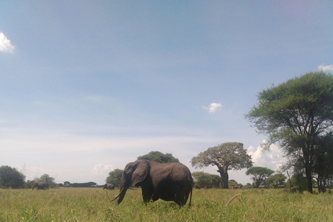 Een safari naar de Ngorongorokrater en Tarangire