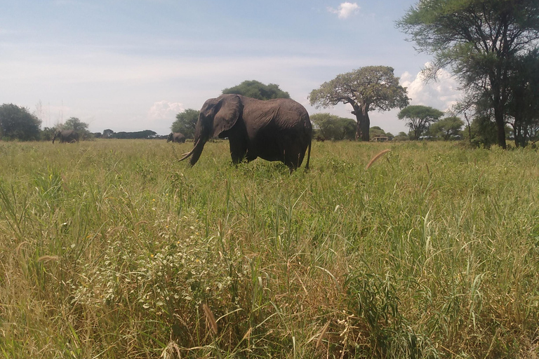 Safari in Africa alla settima meraviglia del mondo