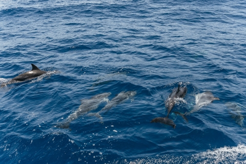 Grande Canarie : croisière et observation des dauphinsCroisière d'observation des dauphins de 2 heures sans transfert
