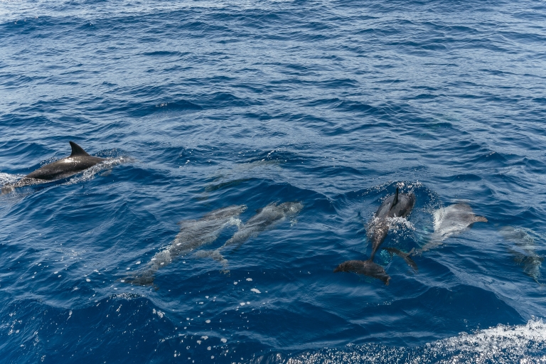 Gran Canaria: crucero de observación de delfinesCrucero de observación de delfines de 3 horas sin traslado
