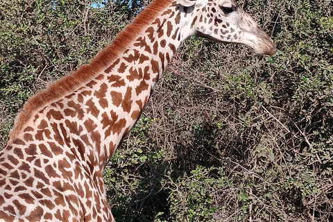 Vanuit Nairobi: Nairobi National Park Groepsavontuur