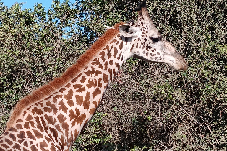 Vanuit Nairobi: Nairobi National Park Groepsavontuur