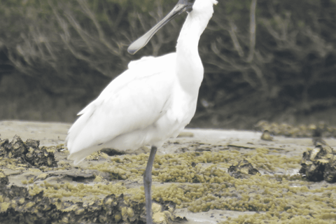 Okura River Kajak Safari