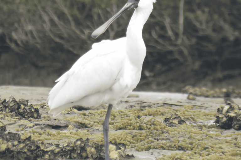 Okura Fluss Kajak Safari