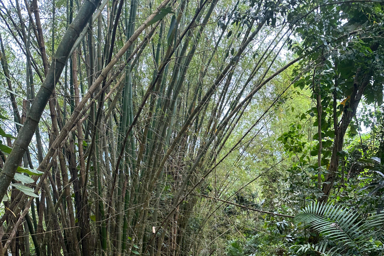 Fajardo : Aventure guidée dans la forêt El Yunque