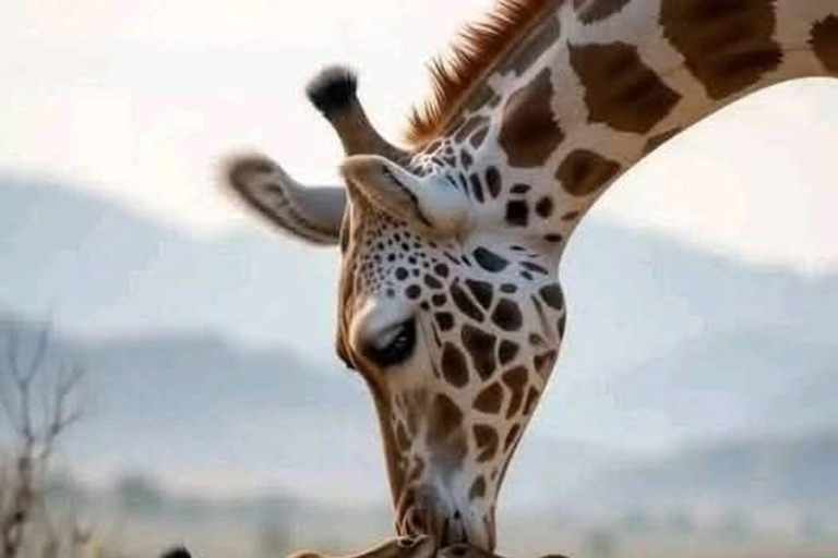 Mombasa: Tsavo West National Park Overnight Safari Trip