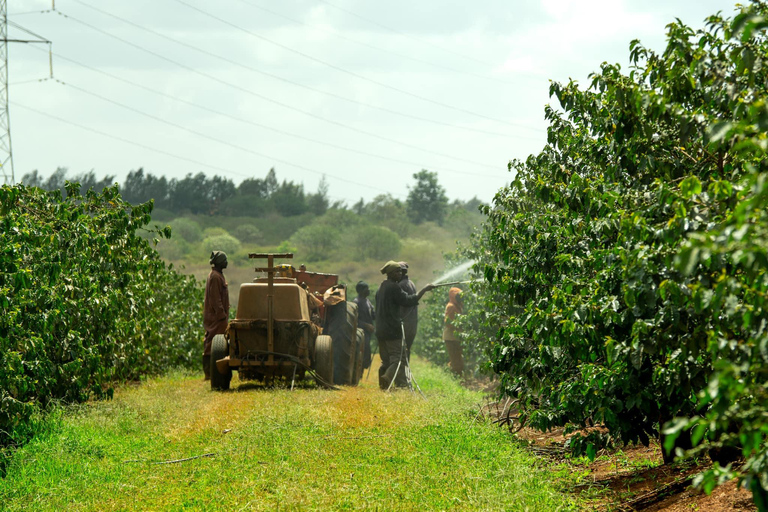 Nairobi: Visita à fazenda e à fábrica de café com traslado gratuitoNairóbi: passeio pela fábrica de café e fazenda com retirada gratuita