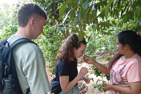 康提：香料园和手工艺人工作室嘟嘟车之旅