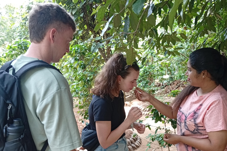 康提：香料园和手工艺人工作室嘟嘟车之旅