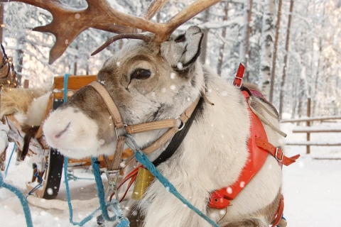 Levi: Paseo en trineo de renos de 1,5 km por el bosque nevado de KermikkäKermikkä - paseo de 1,5 km en trineo de renos por el bosque nevado