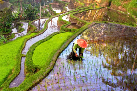 Floresta de macacos de Ubud, templo, terraço de arroz e balanço na selvaPasseio em Ubud - Tudo incluído