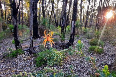 Darling Range Twilight Wander