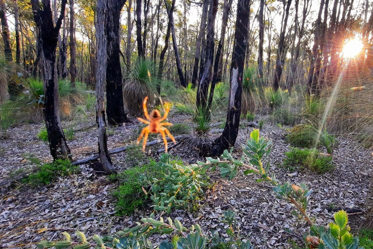 Darling Range Twilight Wander