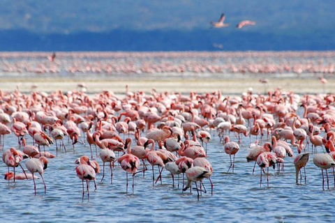 Nairobi: Lake Nakuru Kayak Tour with Game Drive & Pickup