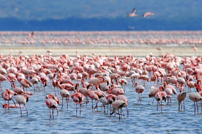Nairobi: Lake Nakuru Kayak Tour with Game Drive & Pickup