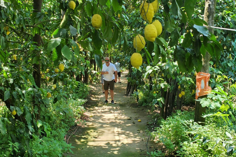 Lemon Grove Walk, Tastings, Aperitivo & Open Bar in Sorrento Lemon Tasting in Sorrento - Italian