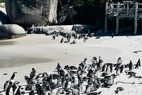 Robben Island, Penguins & Cape of Good Hope Adventure