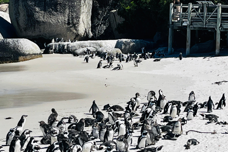 Robben Island, Penguins & Cape of Good Hope Adventure