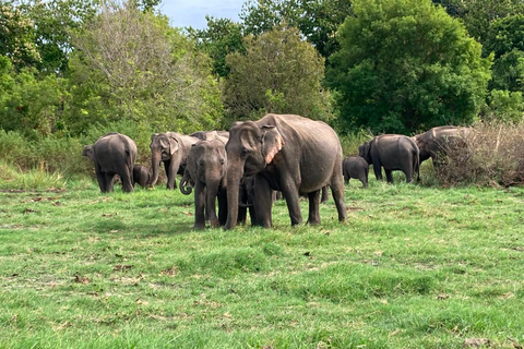 From Sigiriya: Minneriya National Park Private Safari Tour