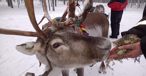 Saariselkä: Reindeer Sledding Tour on a Northern Lights Hunt