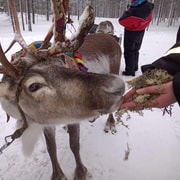 Saariselkä: Nordlicht & Rentierschlitten Tour