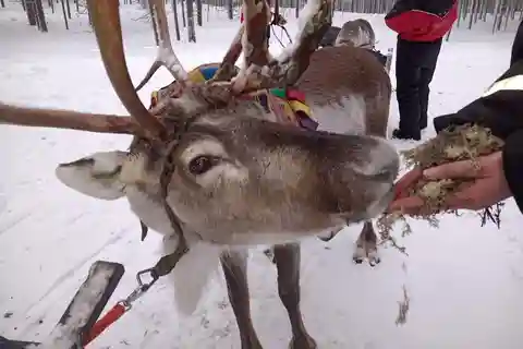 Saariselkä: Norrsken och renskötartur med släde