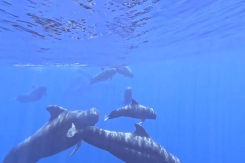 Mirissa: Whale Watching & Snorkeling Adventure with Guide