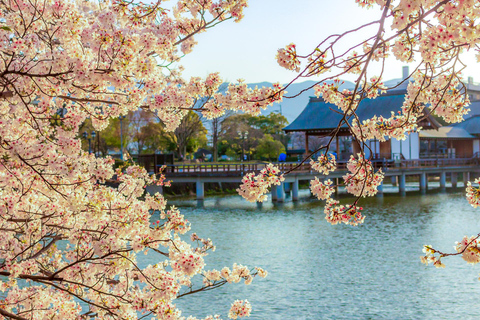 Nara Cherry Blossom Highlights Spring Day Tour from Osaka Shared Tour, Meet at Tsurutontan Soemoncho
