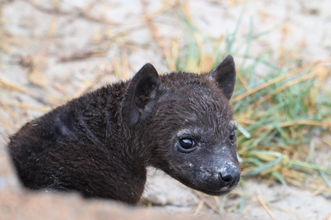 Windhoek: 3-Day Guided Safari in Etosha with Lodge