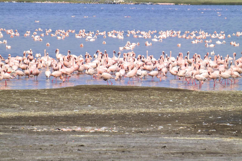 9-dniowe safari Masai Mara, L . Nakuru i goryl, safari szympansów