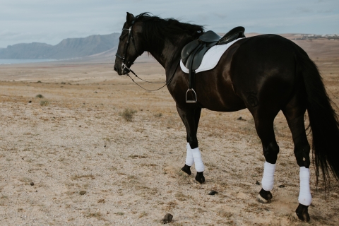 Lanzarote : Experiencia a caballo