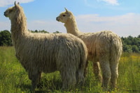 Alpaca Meet & Greet - Housity