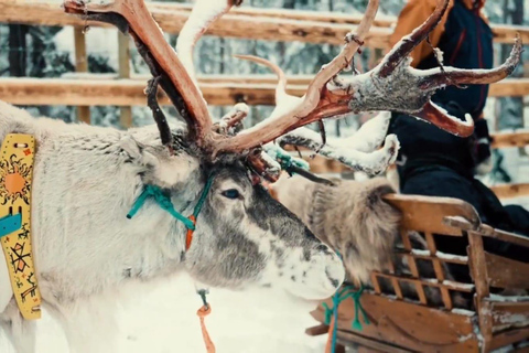 Sami Spirit: Reindeer Ride with a Sami Herder