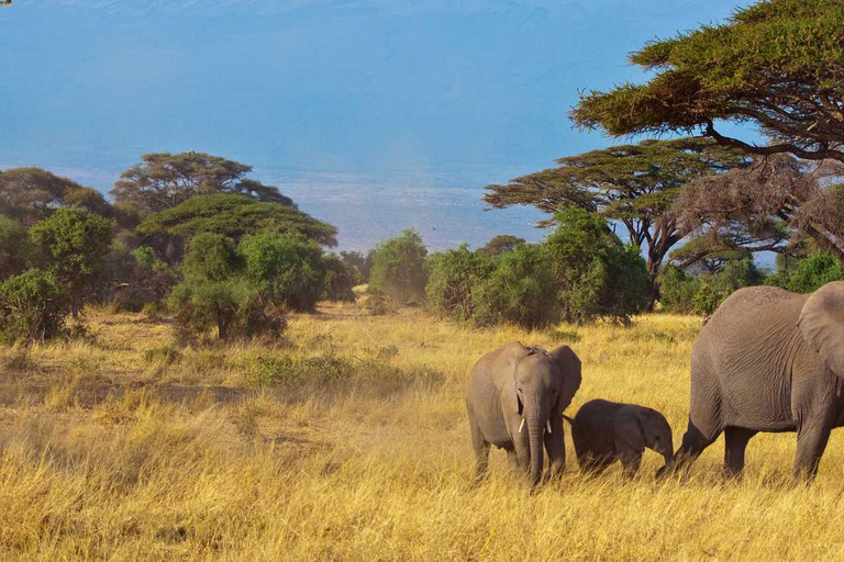 Arusha: Safari di 4 giorni a Tarangire, Serengeti e Ngorongoro