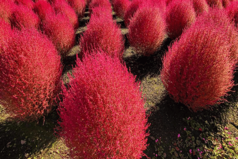 From Tokyo: Mount Fuji Full Day Customizable Private Tour