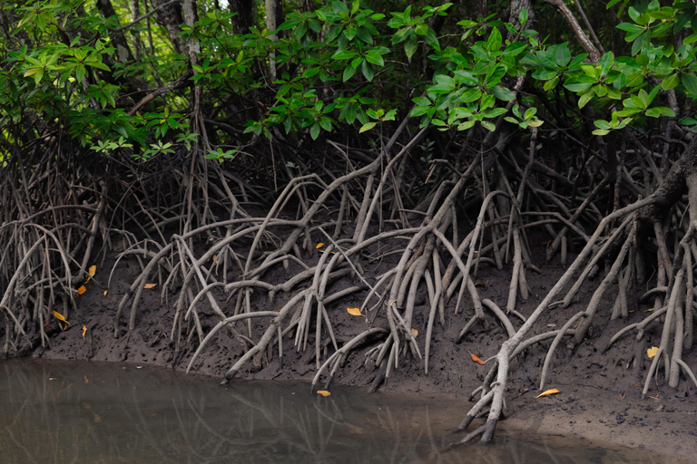 Langkawi Koninklijke Mangrove Tour met snorkelarrangementKleine boot (8 personen)
