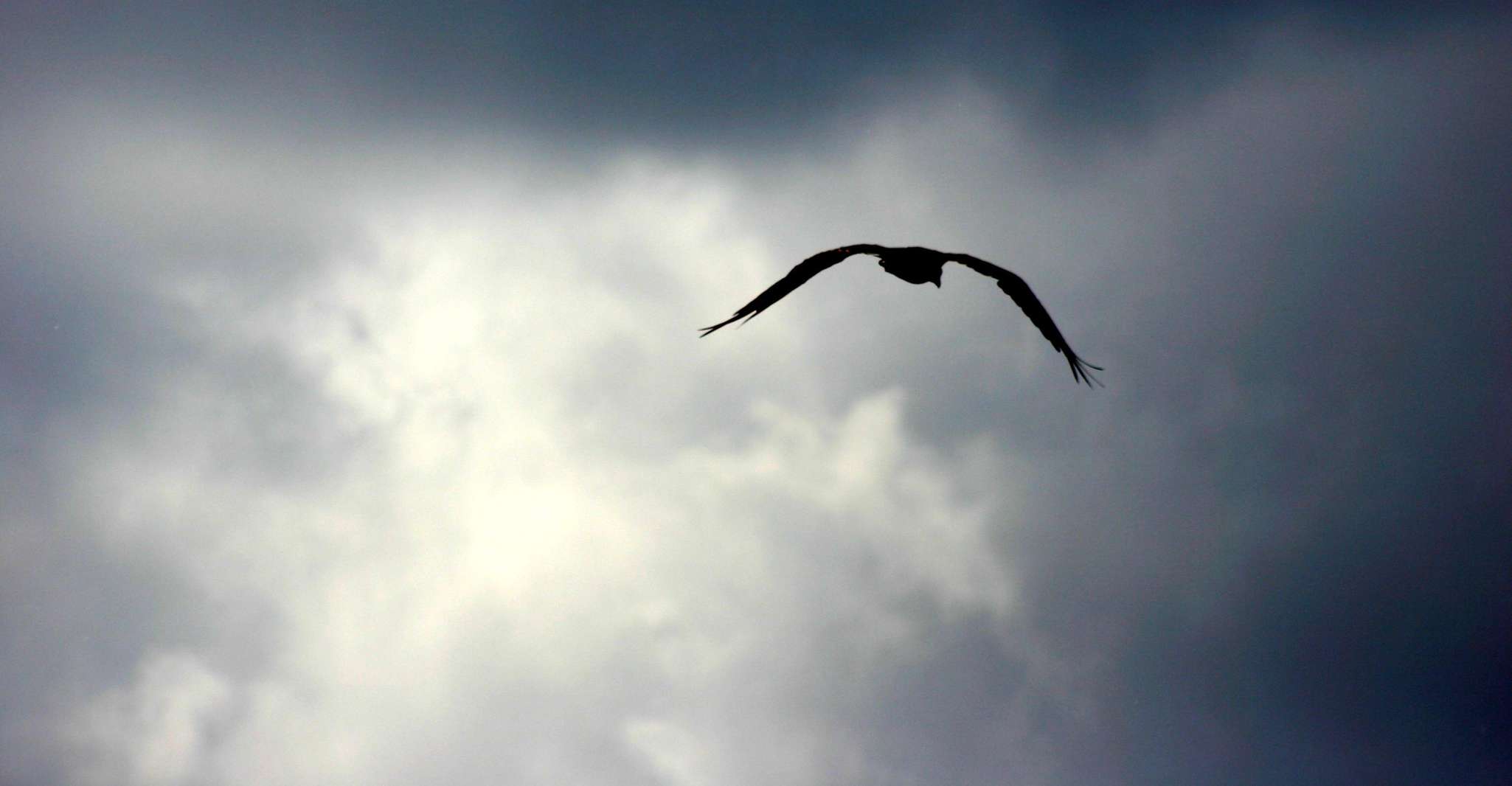 Miami: Everglades Airboat, Wildlife Exhibit & Roundtrip Bus photo 15