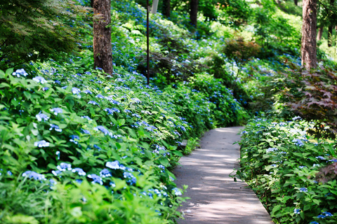 Seul: Tour de Nami e Petite France com K-Garden opcional