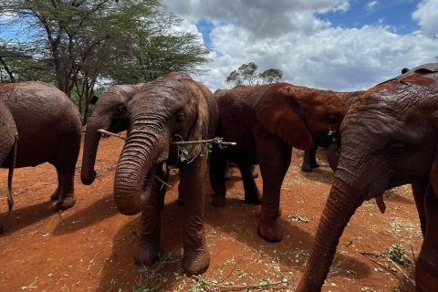 Z Nairobi: Półdniowa wycieczka Davida Sheldricka Elephant Trust