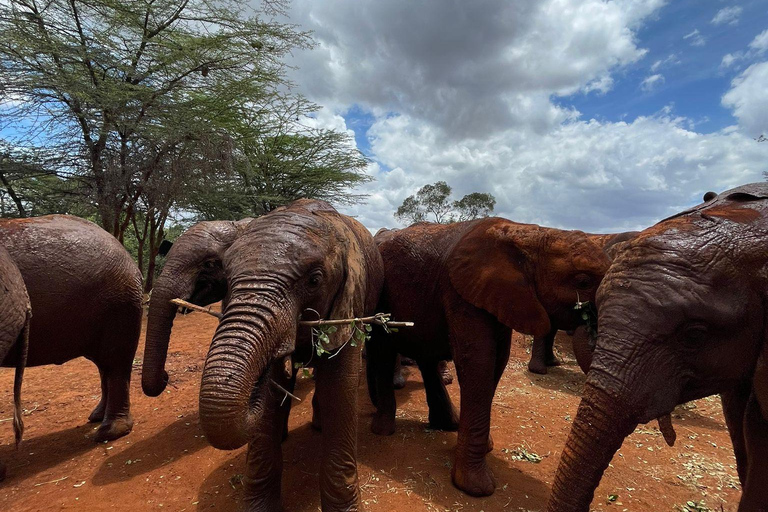 Au départ de Nairobi : Excursion d'une demi-journée au David Sheldrick Elephant Trust