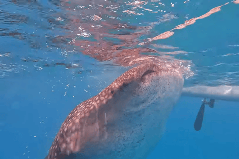 Oslob: Whale Sharks, Tumalog Falls & Sumilon Trio Adventure