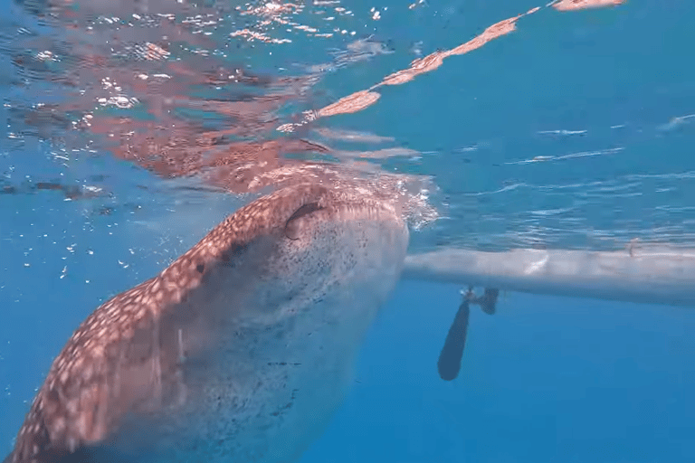 Oslob: Whale Sharks, Tumalog Falls & Sumilon Trio Adventure