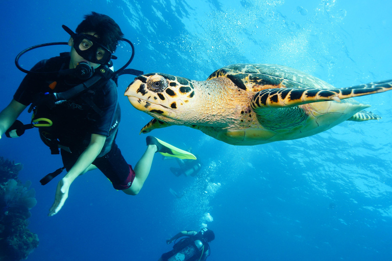 CANCUN: 2T REEF DIVES FOR CERTIFIED DIVERS