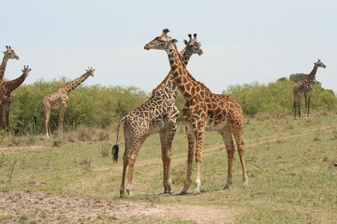 Safari dans le Kenya sauvage Explorez Amboseli, Tsavo Ouest et Tsavo Est 4 joursSafari sauvage au Kenya : découvrez Amboseli, Tsavo Ouest et Tsavo Est en 4 jours